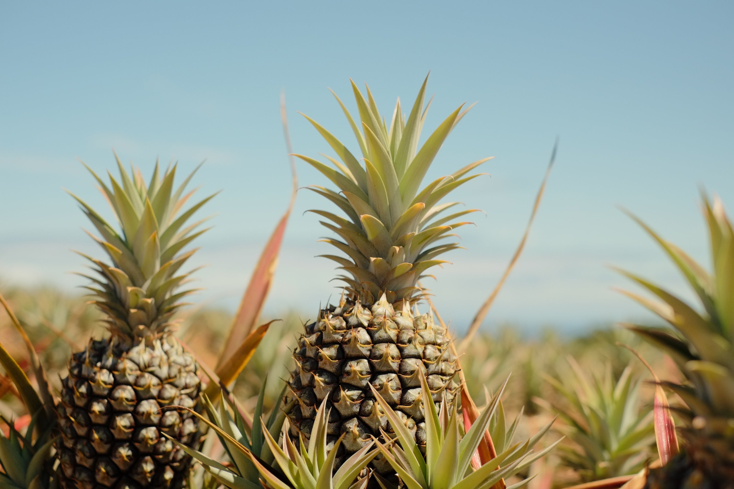 What Is Maui Gold Pineapple and Why Is It So Famous?