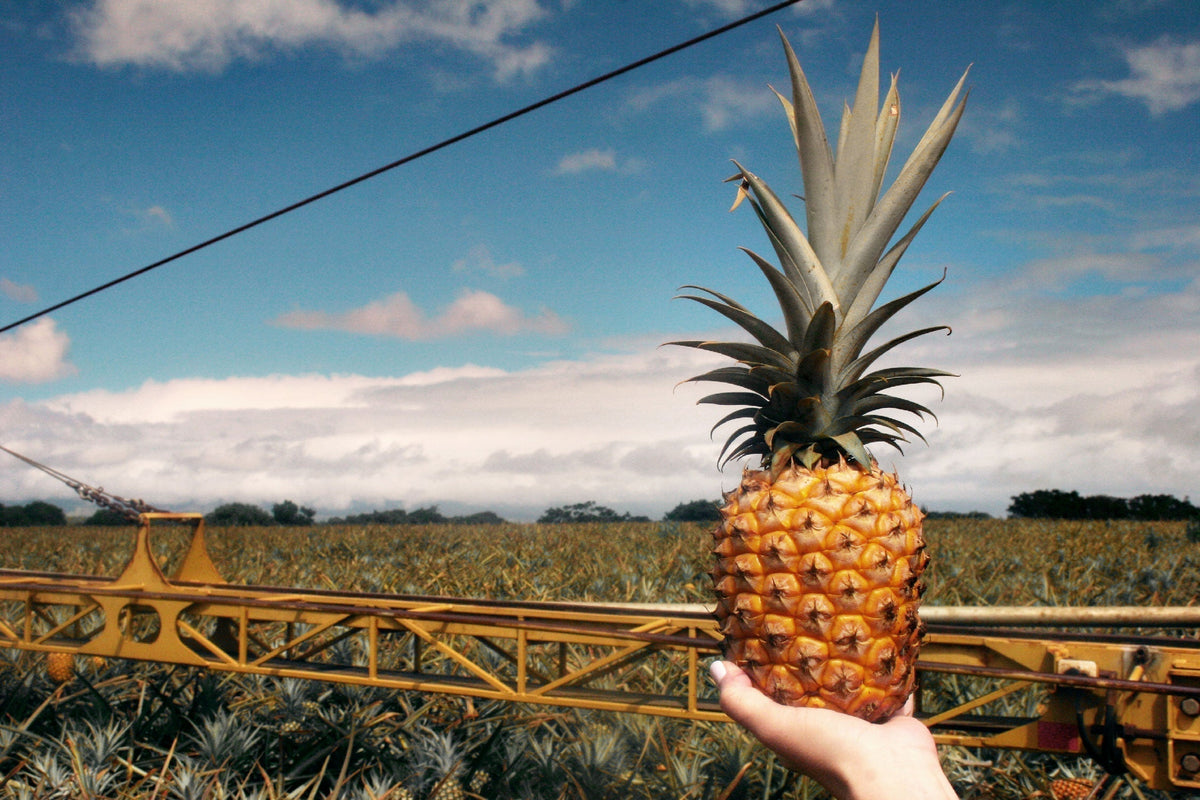 Fresh Maui Gold Pineapple grown in a pineapple field on Maui, Hawaiʻi