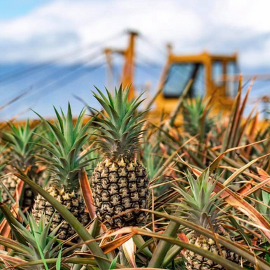 Maui Gold® Pineapple - 25 lb Case